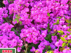 三角梅的種植方式詳細(xì)介紹！何時(shí)剪修比較好？圖2