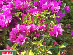 三角梅的種植方式詳細(xì)介紹！何時(shí)剪修比較好？圖3