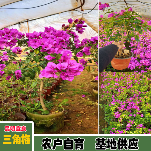 三角梅為何只長葉片不盛開？緣故及解決方式詳細說明