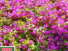 三角梅（光葉子花）怎么養(yǎng)才非常容易盛開？要多少錢一棵？圖1