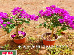 三角梅的飼養(yǎng)方式和常見問題大盤點，那樣養(yǎng)才可以盛開！圖2