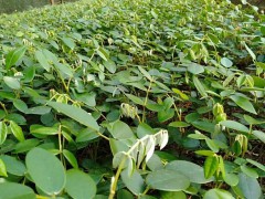 山豆根價(jià)錢大約多少錢一斤？附栽培技術(shù)！圖2