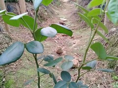 山豆根價(jià)錢大約多少錢一斤？附栽培技術(shù)！圖1