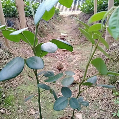 山豆根價(jià)錢大約多少錢一斤？附栽培技術(shù)！