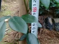“中藥材”山豆根如今價(jià)錢多少錢一斤？畝產(chǎn)量盈利多少錢圖3