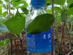 重樓價(jià)格行情多少錢一斤？生長周期是多長時(shí)間？怎么種植？圖3