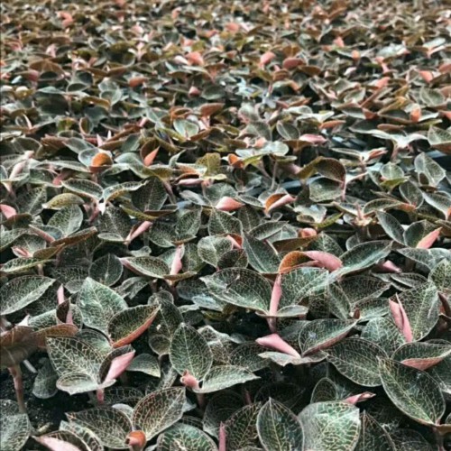 金線蓮栽種市場前景如何？附種植技術(shù)詳細(xì)介紹！