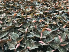 金線蓮栽種市場(chǎng)前景如何？附種植技術(shù)詳細(xì)介紹！圖2