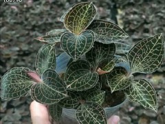 金線蓮栽種市場(chǎng)前景如何？附種植技術(shù)詳細(xì)介紹！圖3