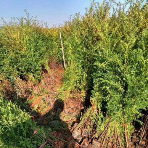 云南省紅豆杉苗木價格是要多少錢一棵？盆栽植物關鍵點有什么？
