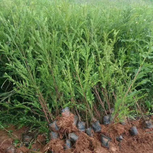 紅豆杉小苗價格是要多少錢一棵？怎么辨別公和母？