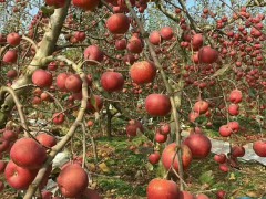 如今蘋果多少錢一斤？今年 市場價格怎樣？圖1