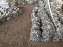 黃精栽種一畝項目投資是多少成本費？栽種市場前景怎樣？圖3