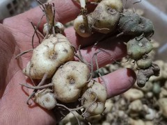 天然的黃精大約多少錢一斤？今年種一畝大概必須項目投資要多少錢？圖3