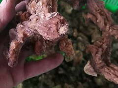 黃精是啥中藥材？今年價錢是多少錢一斤？圖2
