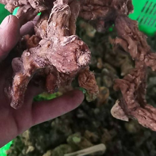 “陸上上的海叁”黃精價格行情多少錢一斤？那樣種輕輕松松增產(chǎn)！
