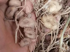 滇黃精價(jià)格行情大約多少錢一斤？作用與主冶是啥？鮮品畝產(chǎn)量多少斤？怎樣採(cǎi)收與粗加工？圖3