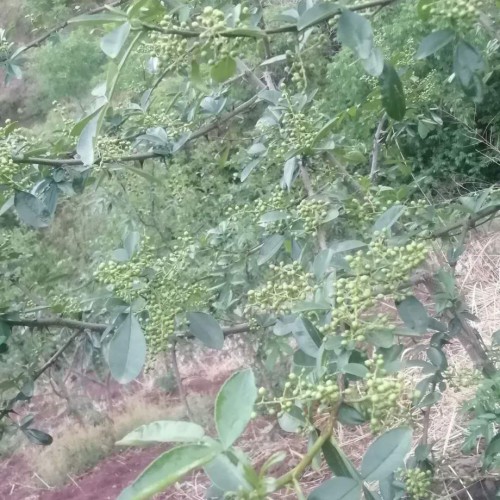 花椒樹怎么種？?jī)赡昴芙Y(jié)花椒？一畝地盈利是多少？