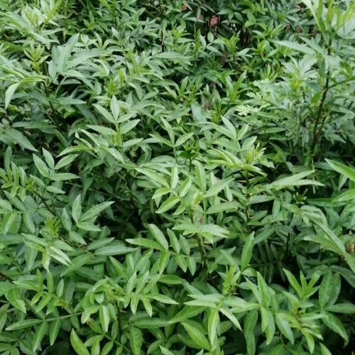 花椒樹要多少錢一顆？一棵花椒樹產(chǎn)幾公斤花椒？