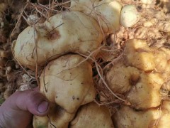 黃精種子多少錢一斤？何時栽種出芽？栽培技術(shù)有什么？圖2