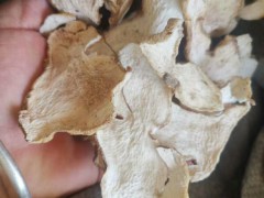 黃精種子多少錢一斤？何時栽種出芽？栽培技術(shù)有什么？圖3