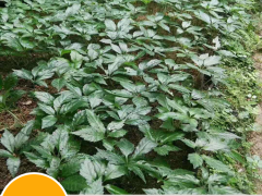 三七種子多少錢一斤？買回去怎么種植好？圖1