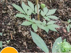 三七種子多少錢一斤？買回去怎么種植好？圖2
