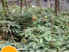 三七種子多少錢一斤？買回去怎么種植好？圖3