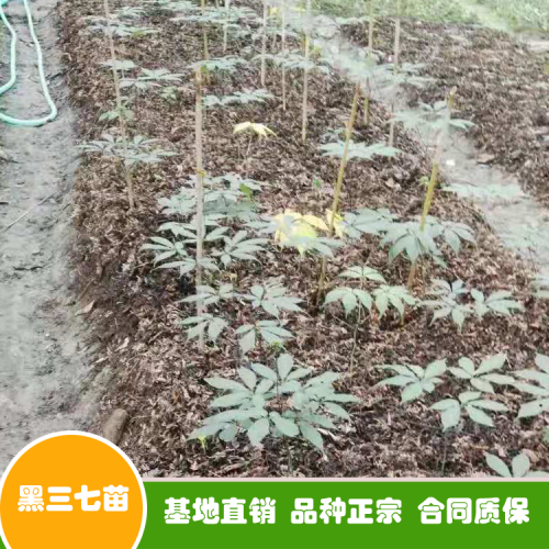 三七花和三七粉如今價(jià)錢多少錢一斤？可否用于泡水喝？