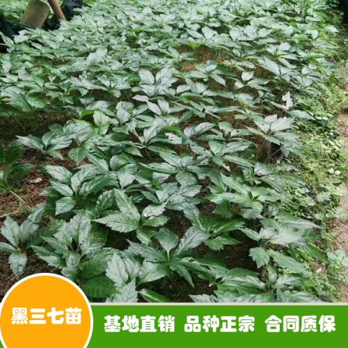 三七花和三七粉如今價(jià)錢多少錢一斤？可否用于泡水喝？