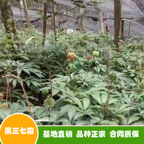 “金不換”三七價(jià)錢多少錢一斤？栽種盈利如何？