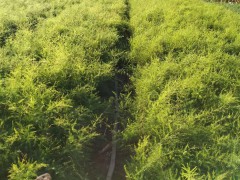 天冬的種植技術(shù)圖1