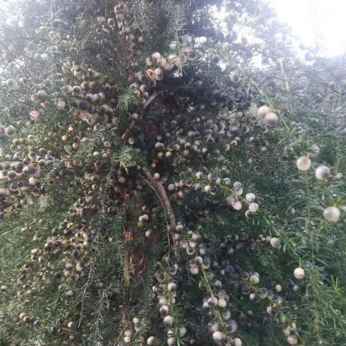 天門冬栽種的常見問題詳細(xì)介紹！價錢是多少錢一斤？