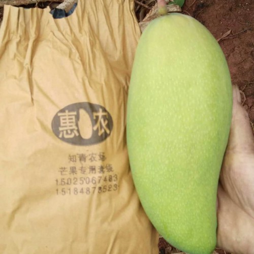 一般芒果產(chǎn)在我國的哪個(gè)地方？吃完大會上火嗎？如何崔熟不碎？