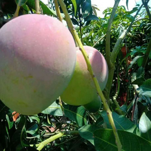 芒果什么季節(jié)吃好是？什么時(shí)間完善？哪些種類美味？