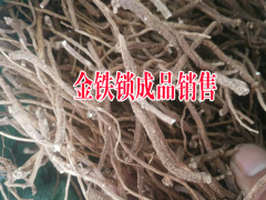 金鐵鎖栽培技術(shù)和管制種植方法圖1