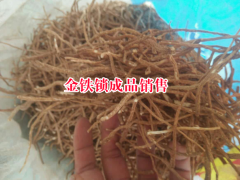 金鐵鎖栽培技術(shù)和管制種植方法圖2