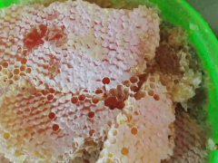今年 過年前土蜂蜜多少錢一斤？養(yǎng)蜜蜂的技術(shù)性有什么？附成本分析報(bào)告圖2