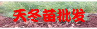 天冬價錢是多少錢一斤？採收后如何生產(chǎn)加工？