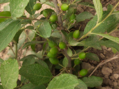 鈣果多少錢(qián)一斤？鈣果種植公司圖1