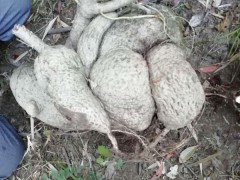 云南小葉樹蘿卜怎樣盆栽?圖3