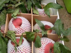 昆明有300畝冬桃品種有哪些？圖3
