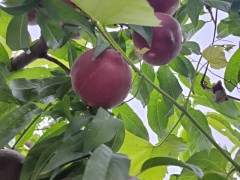 冬桃苗多少錢?云南開遠(yuǎn)繁榮苗圃一批優(yōu)質(zhì)冬桃現(xiàn)苗供應(yīng)圖1