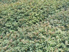 九葉青花椒30公分  楚雄花椒樹苗多少錢一棵？圖2