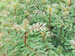 文山花椒苗多少錢一棵?適合文山地區(qū)種植花椒苗  一般一畝花椒苗栽多少棵?圖1
