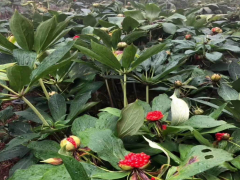 滇重樓栽培技術(shù)_滇重樓批發(fā)銷售基地圖3