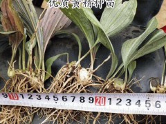 種植黃精怎么樣?_哪里有黃精種苗和技術(shù)圖2