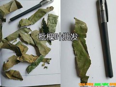枇杷葉1噸的價格—云南枇杷葉批發(fā)商_藥材枇杷葉供應圖3