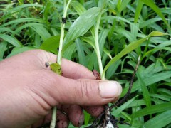 紫花白芨苗木價格多少錢一株？栽種市場前景怎樣？圖1