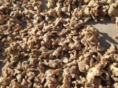 紫花白芨苗木價格多少錢一株？栽種市場前景怎樣？圖3